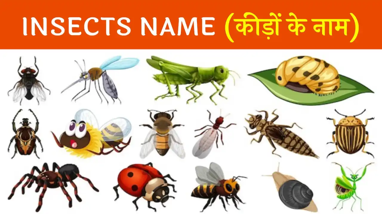 70-insects-name-in-hindi-and-english-m-express